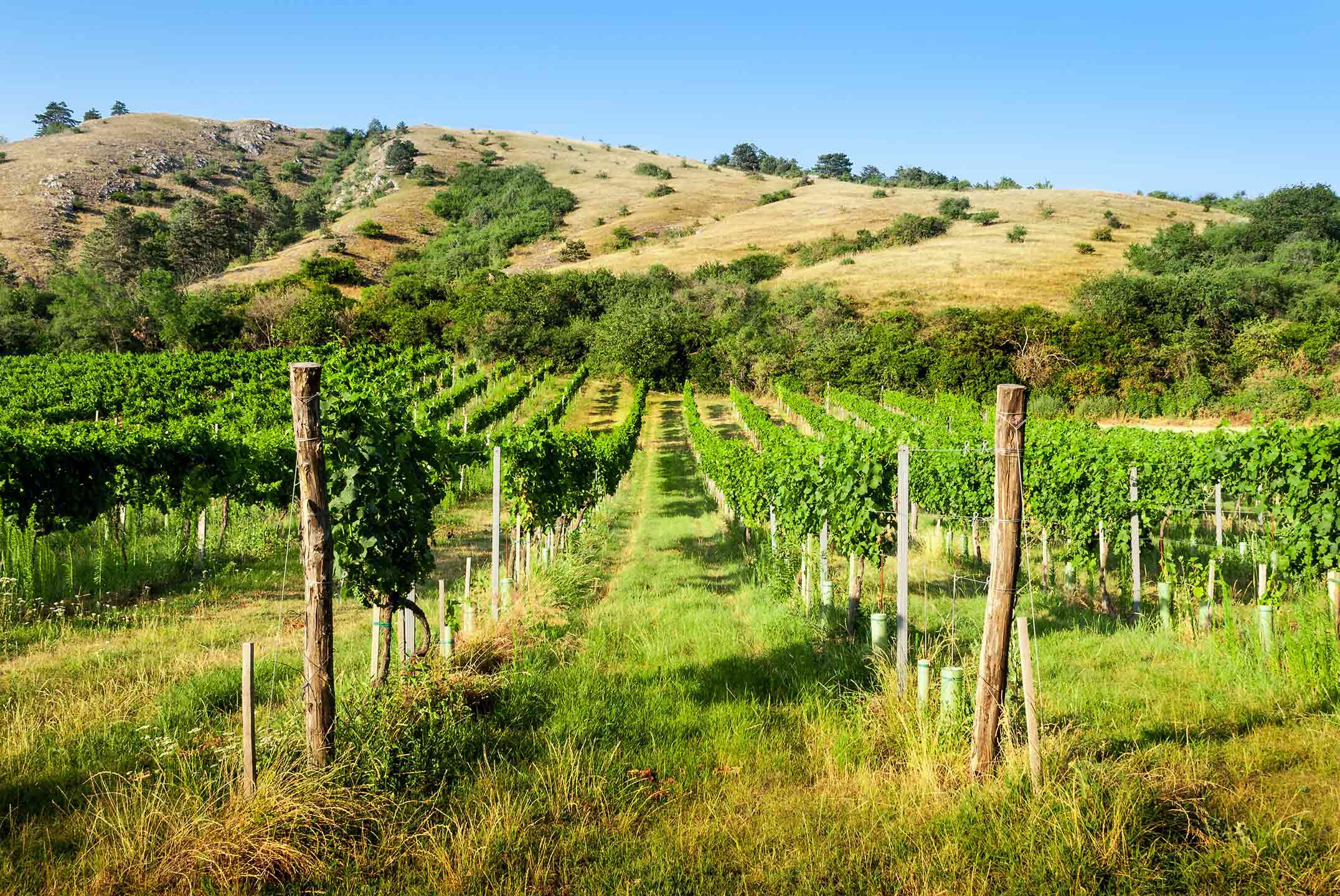 green vineyards with rolling hills and blue sky